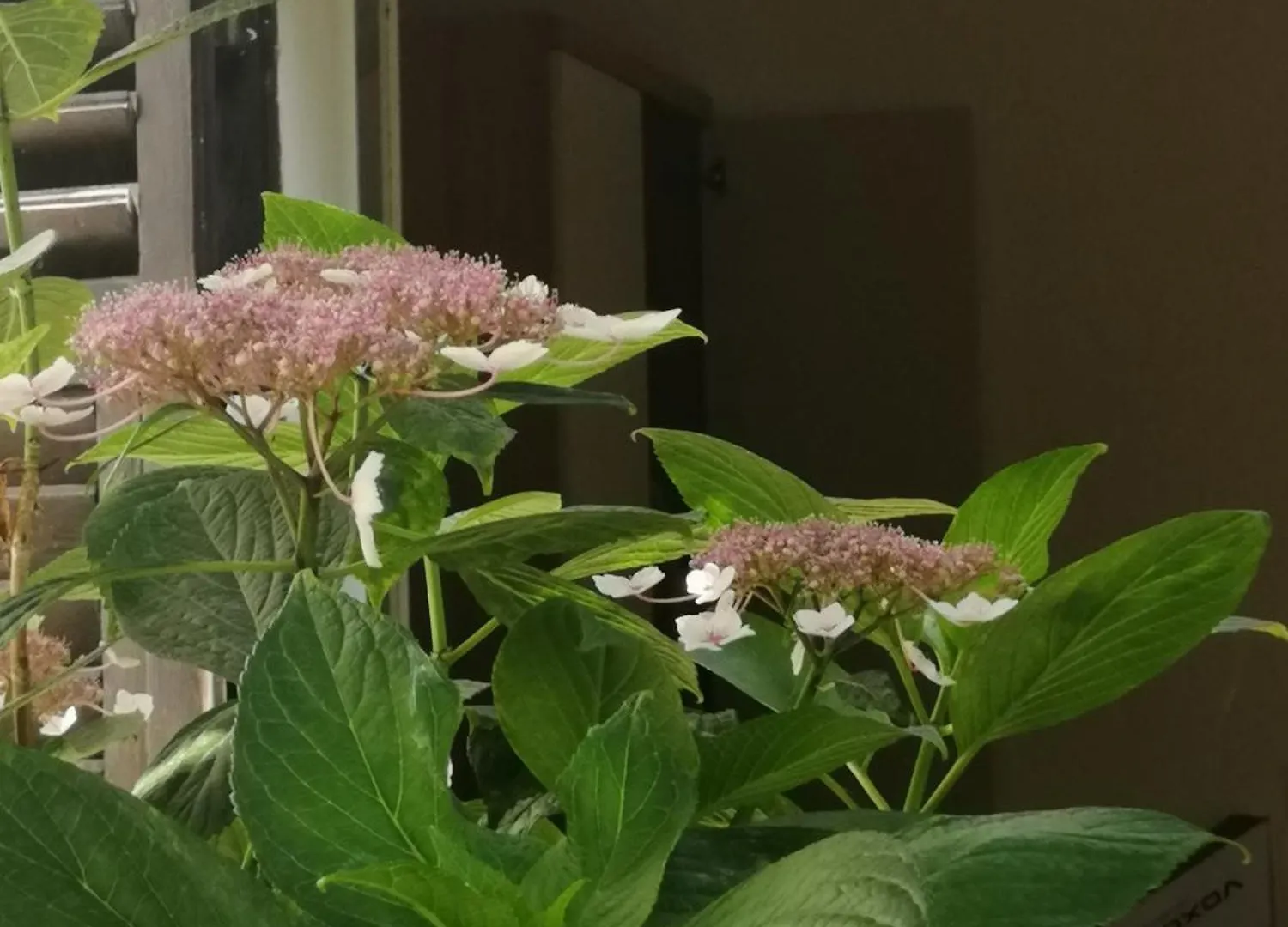רוביני Apartments Villa Martinuzzi